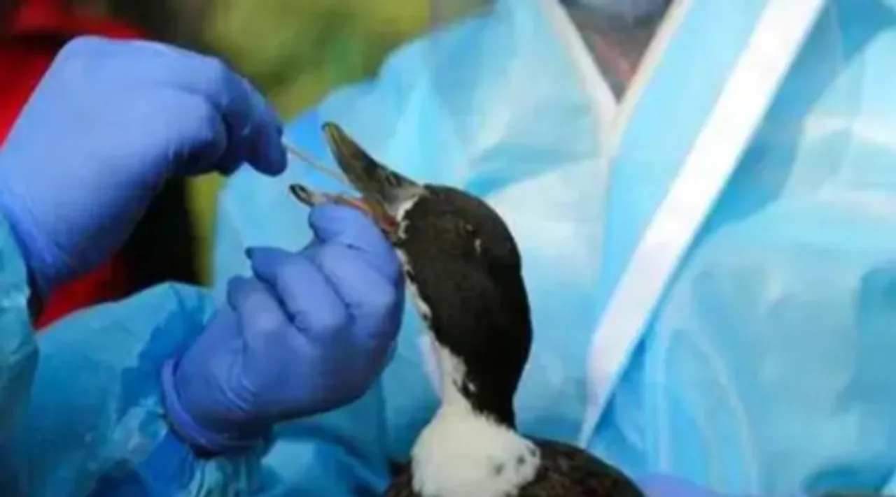 बिहार: दरभंगा में एवियन इन्फ्लुएंजा की पुष्टि, हाई अलर्ट जारी