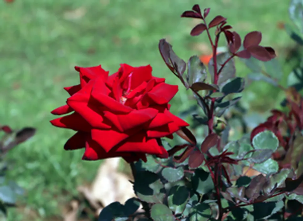 रोज डे : कब्ज से तनाव तक दूर करने में कारगर, वैलेंटाइन पर सेहत को दें गुलाब का तोहफा