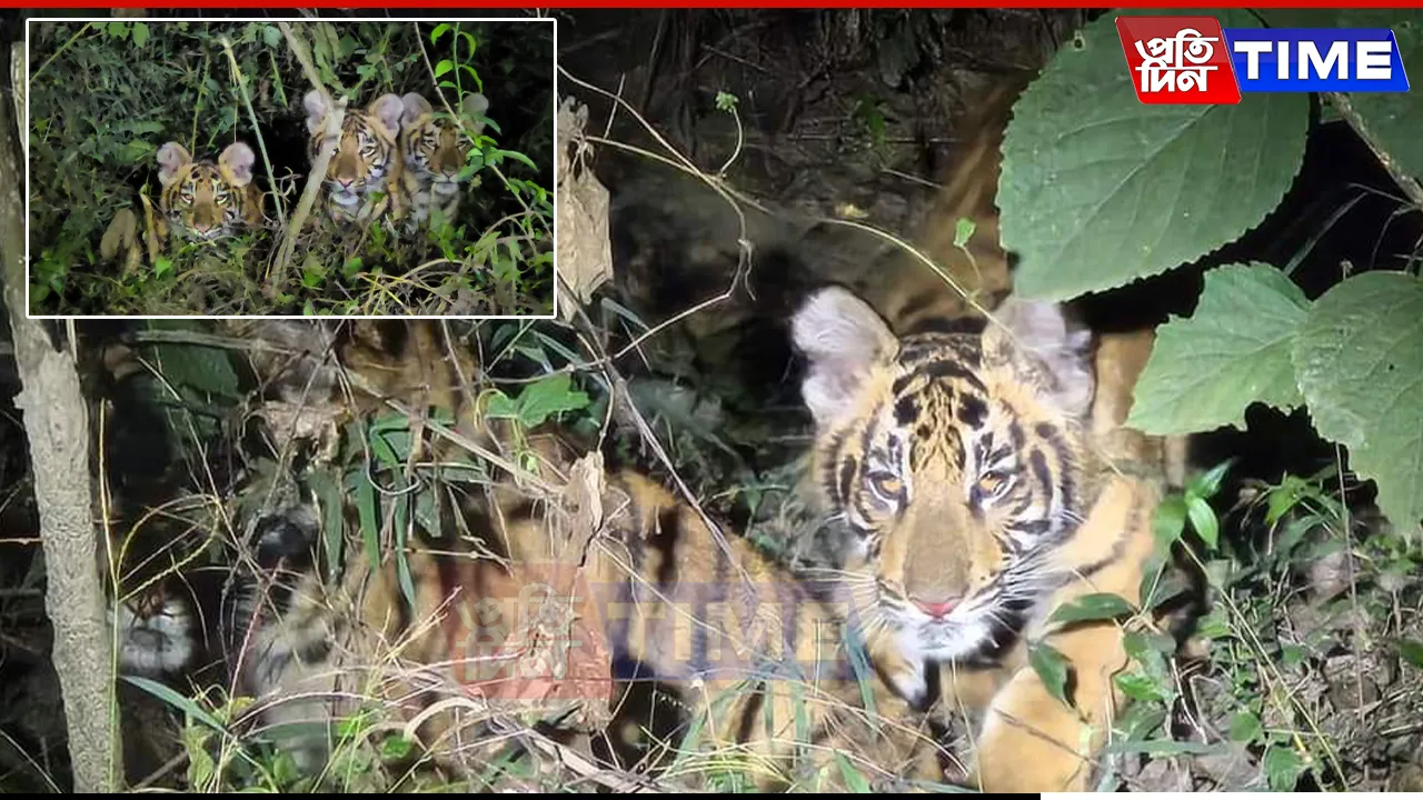 Tiger Population Soars in Manas National Park as Three Cubs Roam Freely