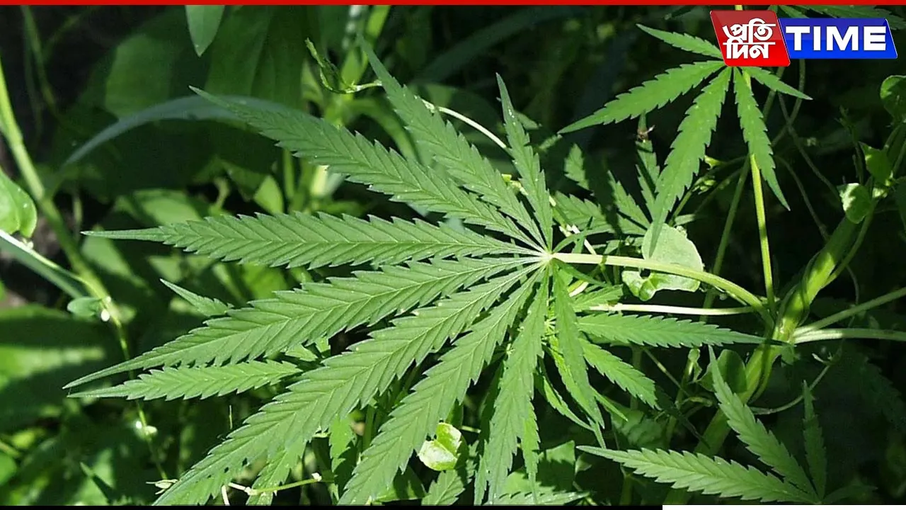 Assam: Friend Sets Man on Fire in Sonitpur Over Cannabis Dispute