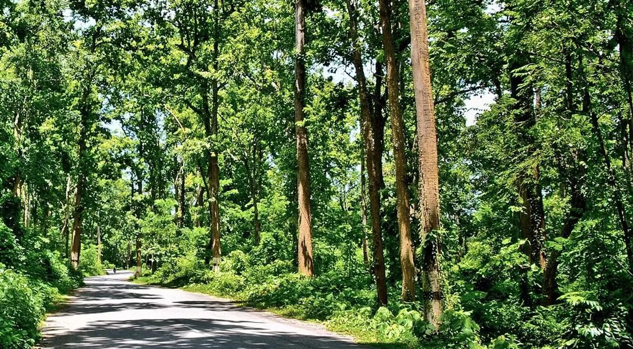 Assam's Forest Cover Declines by 83.92 Sq Km: ISFR 2023