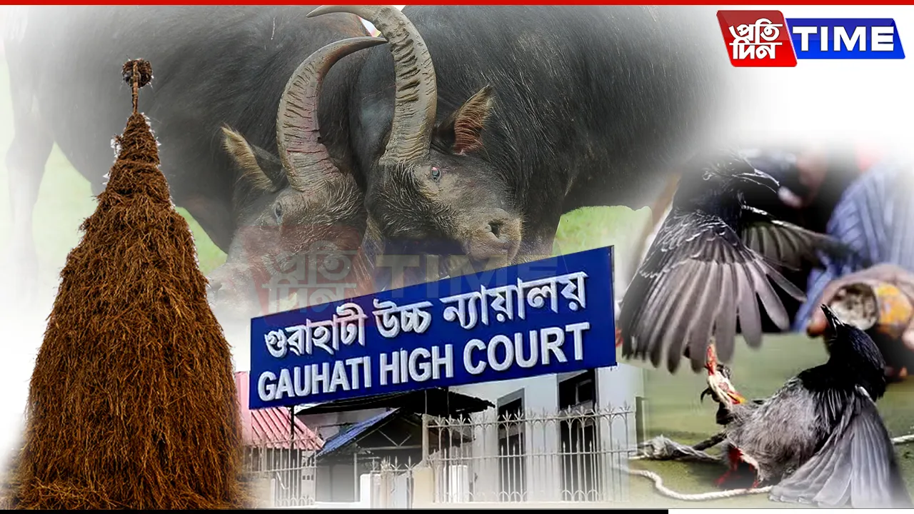 Cultural Heritage or Animal Cruelty? Assam's Magh Bihu Debate
