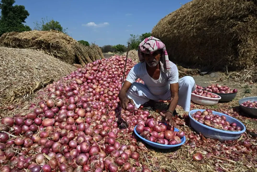 India’s Onion Farmers At Loss in Global Market Due to High Export Duty