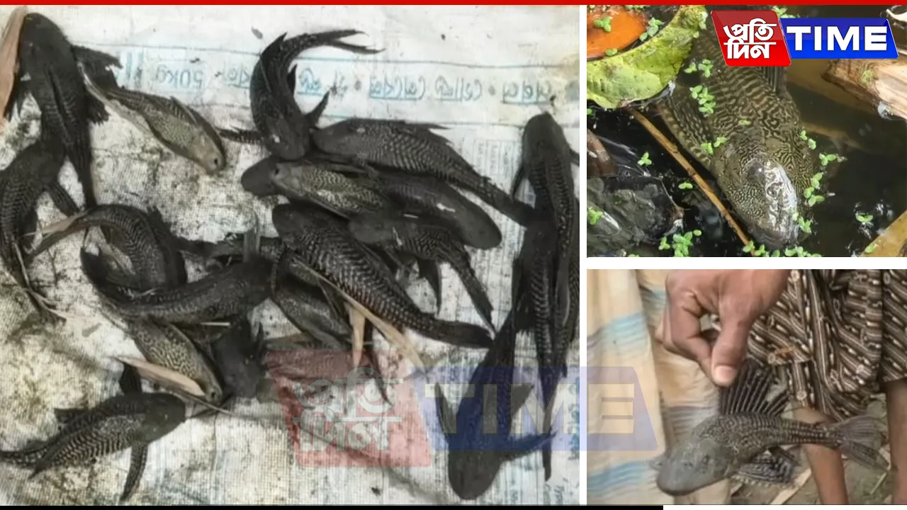 Rare Fish Species in Bega River Sparks Panic Among Mangaldoi Locals