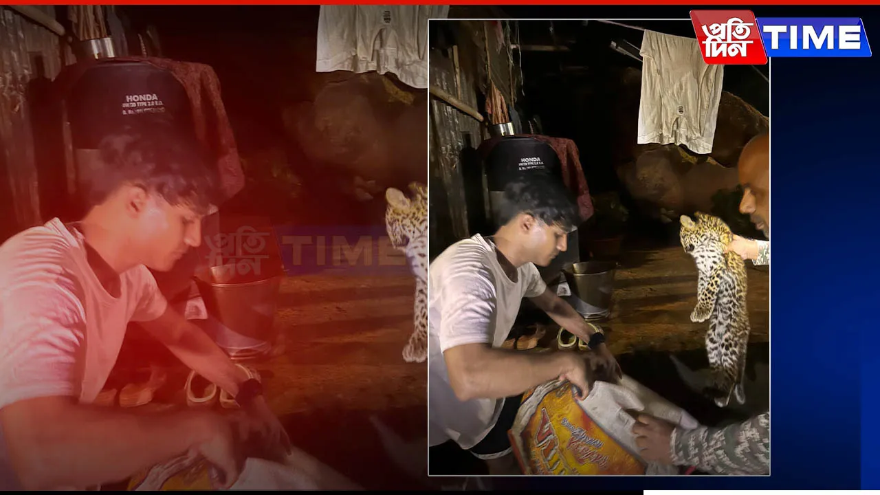 Guwahati: Leopard Cub Strays into Fatasil Ambari, Local Authorities Take Action
