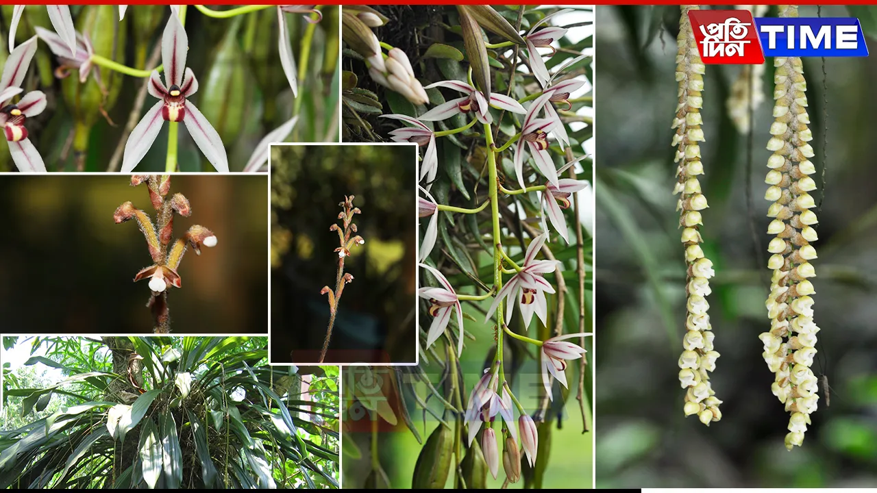 Kaziranga Orchid Survey Uncovers 70 Species, Highlights Rich Biodiversity
