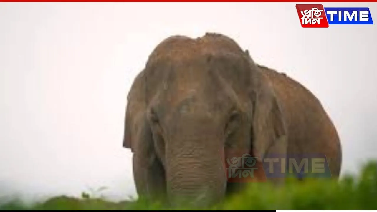 Man Trampled by Wild Elephant in Assam's Kamrup