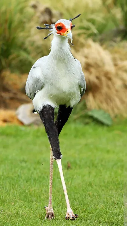 Ostrich