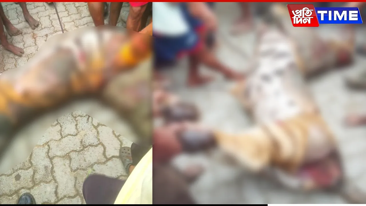 Assam: Mob Kills Tiger in Khumtai, Forest Department Faces Backlash Over Alleged Inaction