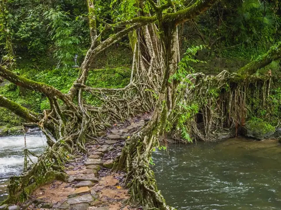 Meghalaya’s Living Root Bridges in Tentative List of World Heritage Site