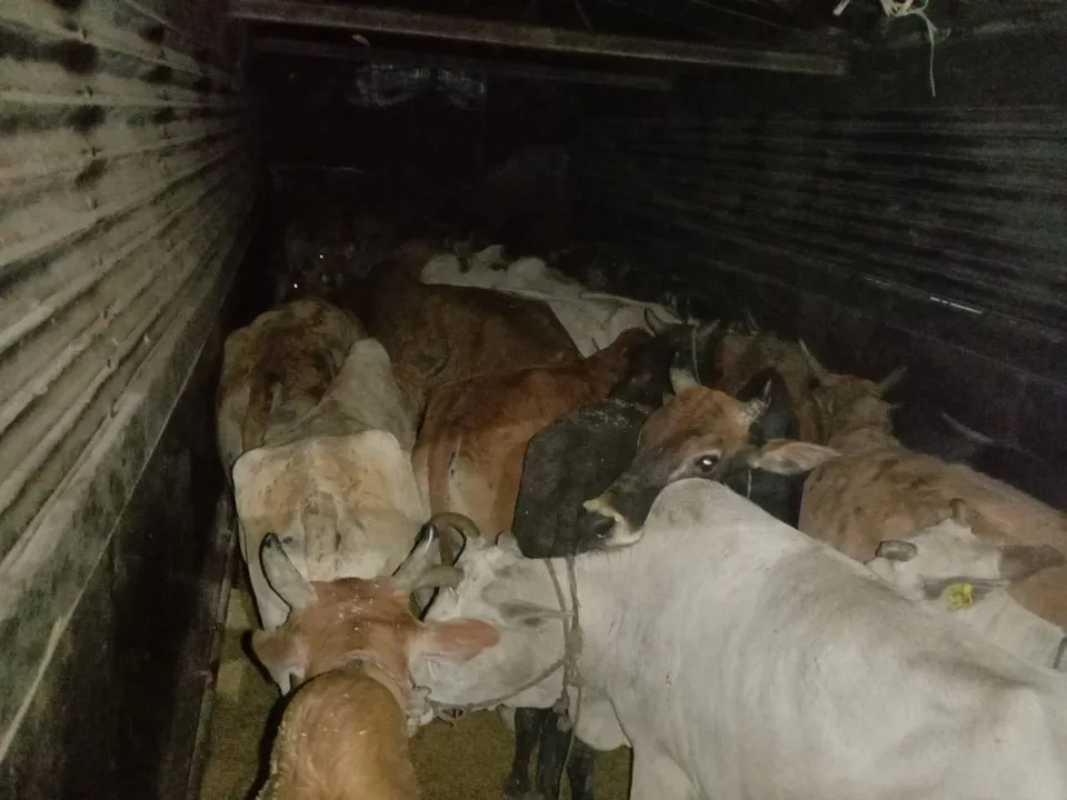 Assam Police Foil Cattle Smuggling Bid, 2 Held