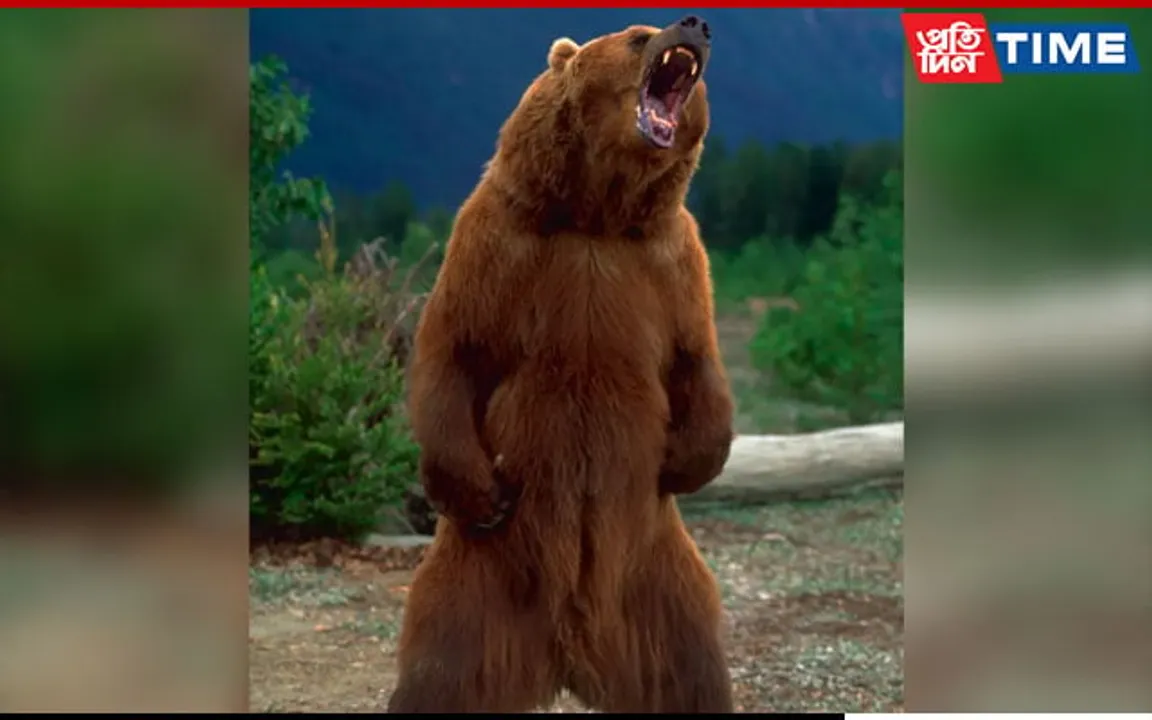 Tripura Woman Critical After Attack By Wild Bear