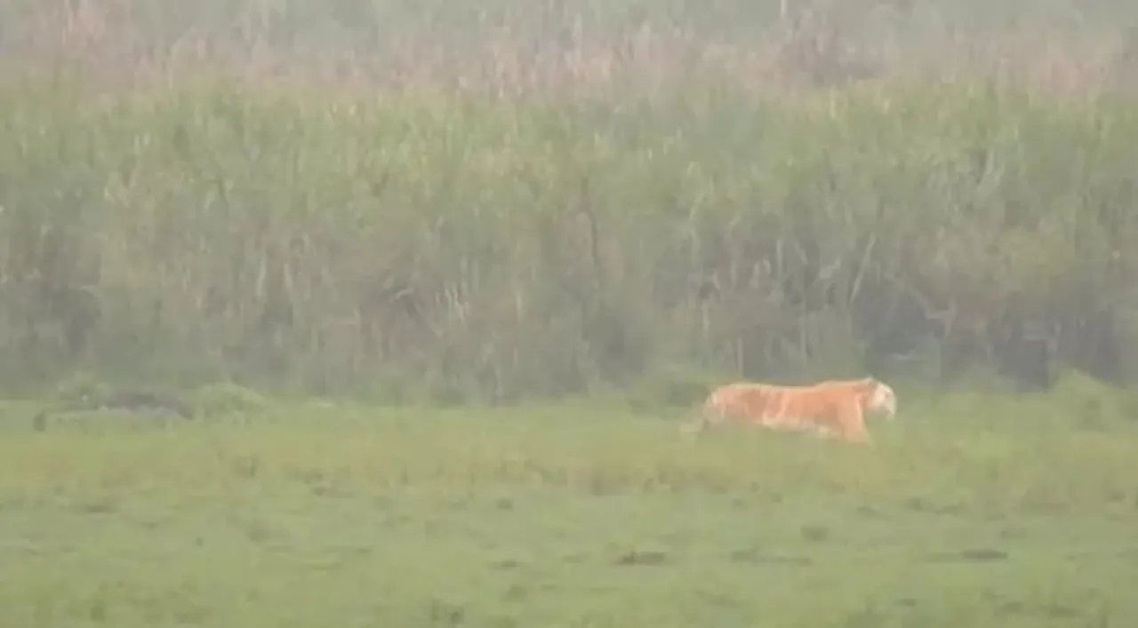 Golden Tiger Spotted In Kaziranga In Rare Sighting