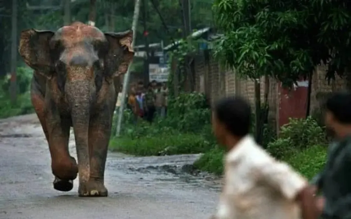 Assam: Woman Killed, Another Injured In Elephant Attack In Nagaon