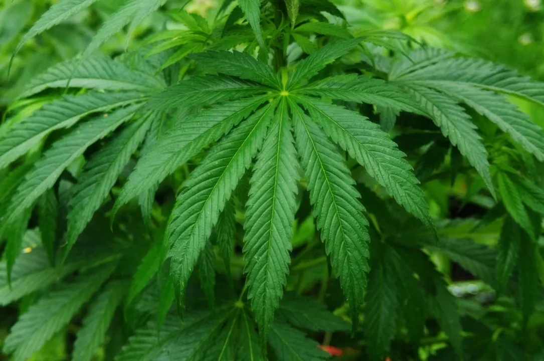 Assam: Cannabis Consignment Worth 1 Cr Seized In Gossaigaon