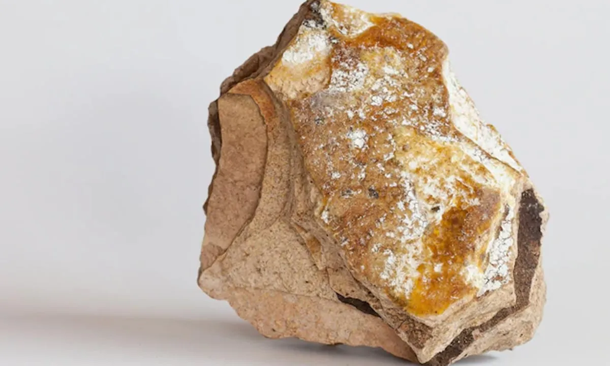 Suspected Ambergris Worth Rs 91 Cr Seized in Guwahati