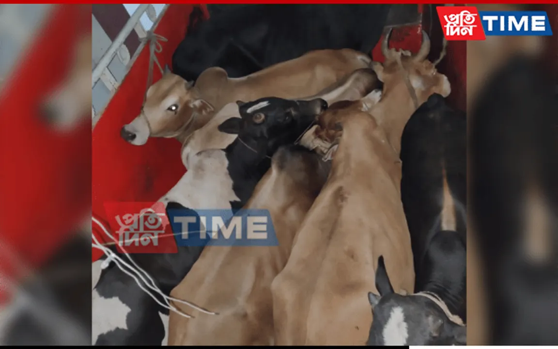 Guwahati: Basistha Police Seize Two Cattle-Laden Trucks, Arrest 4