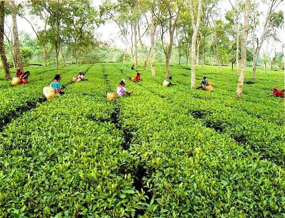 Rainfall Affects Tea Production in Assam, North Bengal