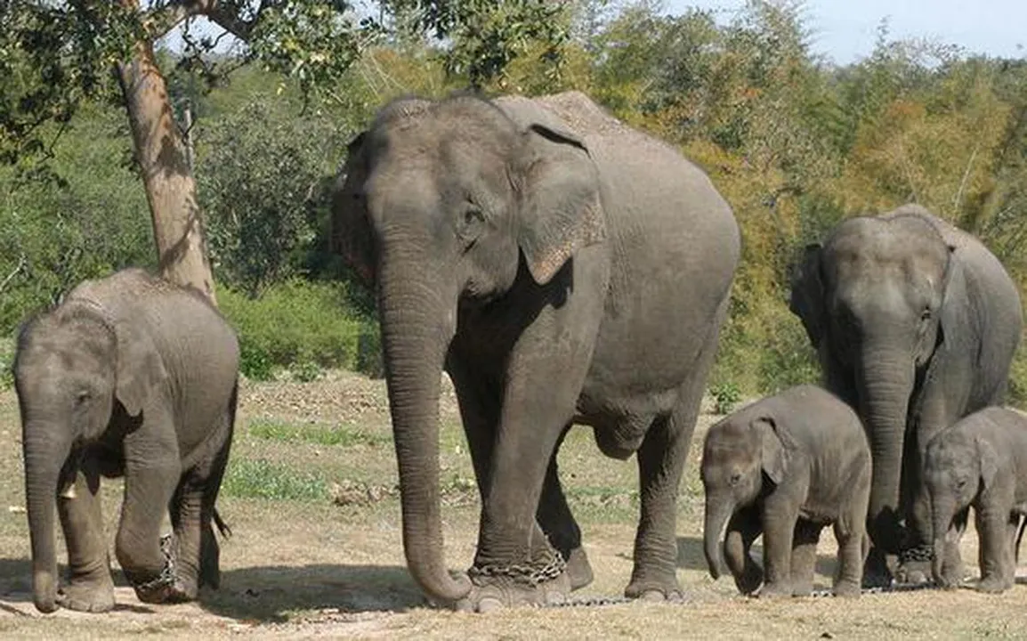 Elephants now can be commercially traded