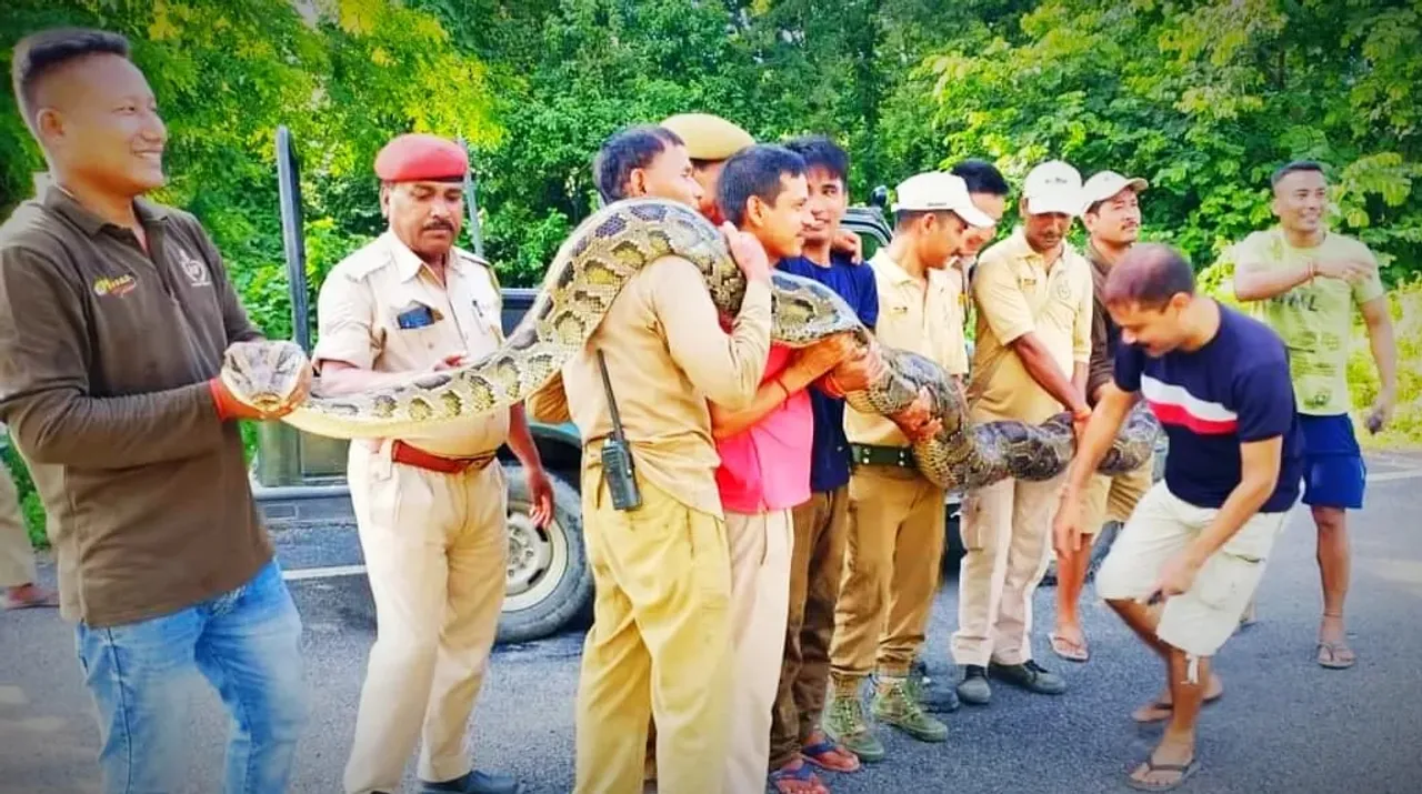 14.9-Feet Long Burmese Python Rescued In Assam's Baksa
