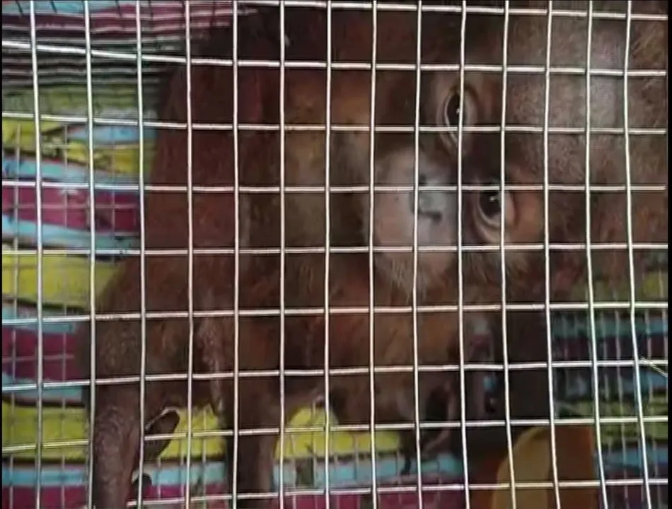 Assam: Rare Species of Chimpanzees Seized from Lailapur