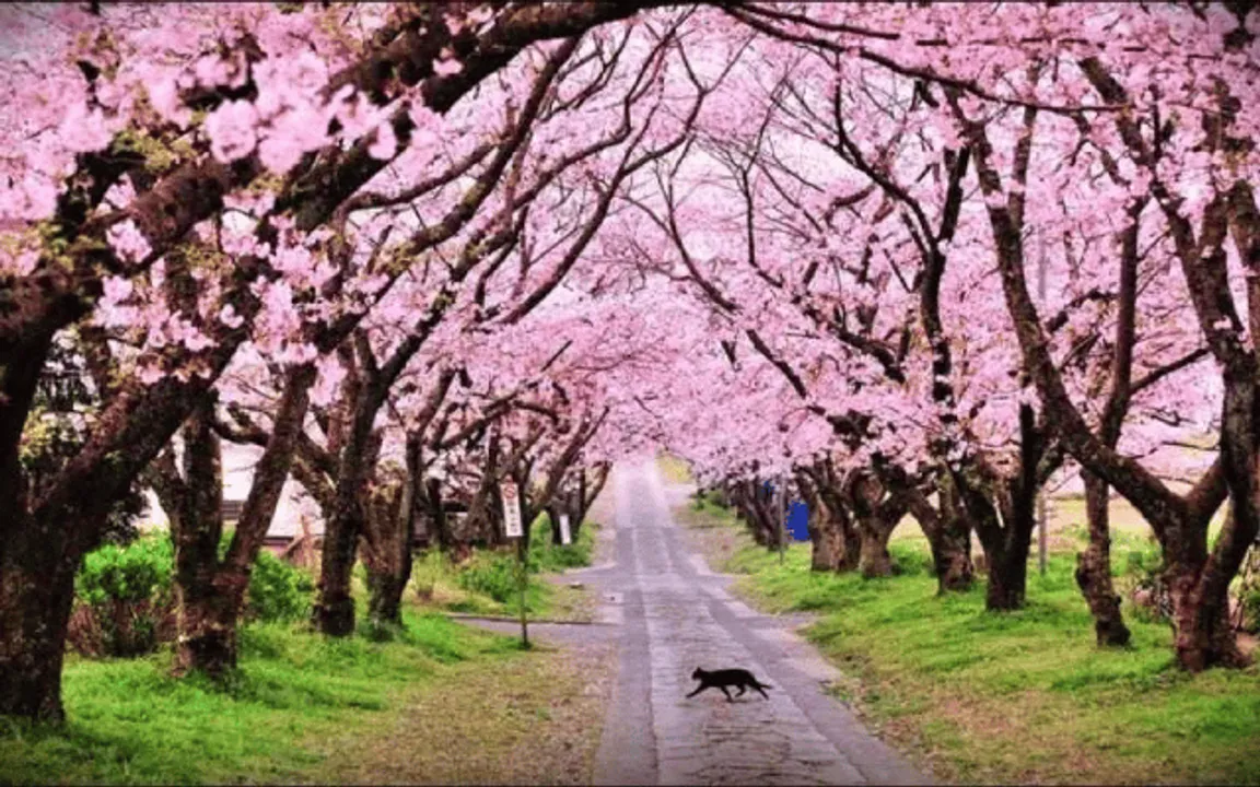 Meghalaya: Cherry Blossom Festival Cancelled Amid Rising Tensions