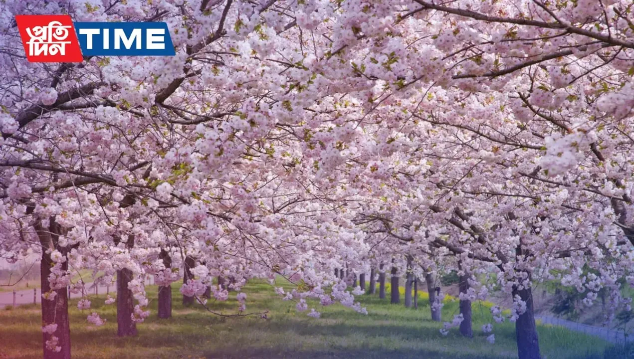 Shillong Cherry Blossom Festival 2022: All You Need To Know