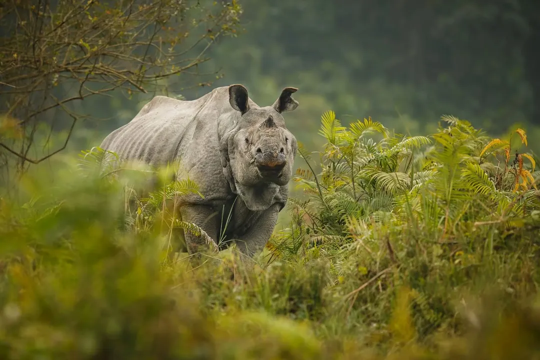 Two Rhinos Return To Assam Wildlife Sanctuary After 40 Years