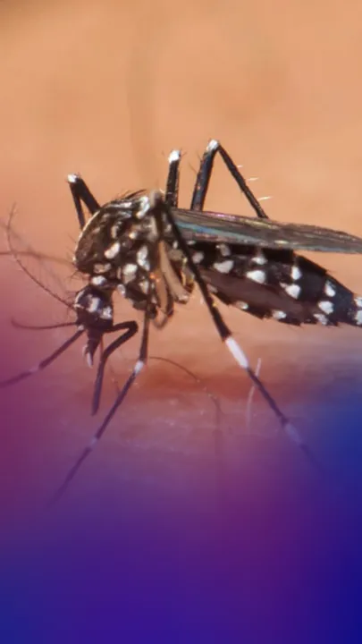 Zika Virus - Symptoms, Causes Diagnosis and Treatment