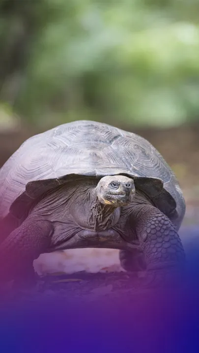 Animals with longest lifespans that live for centuries