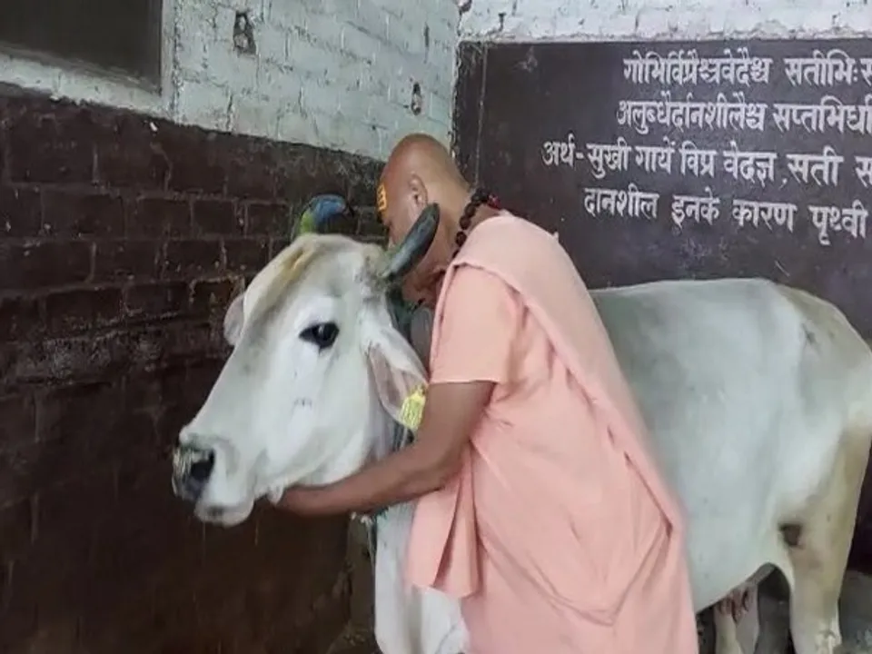 MP Celebrates Cow Hug Day Today