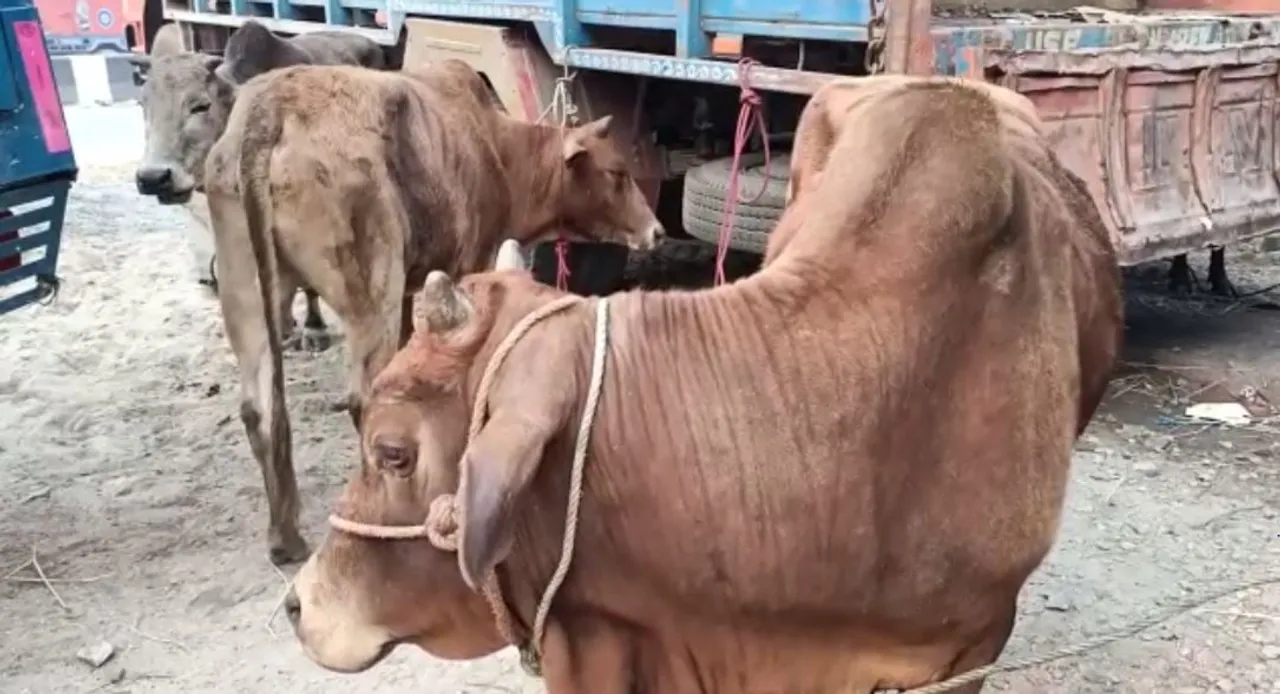 56 Cattle Heads Rescued in Separate Ops in Assam