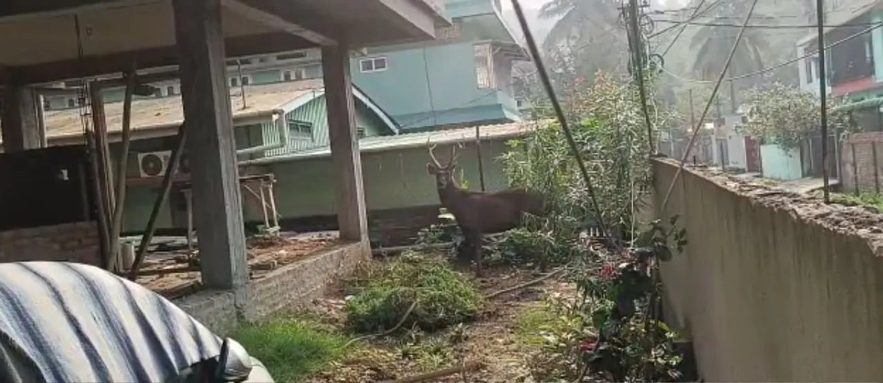 Deer Escapes from Assam State Zoo in Guwahati