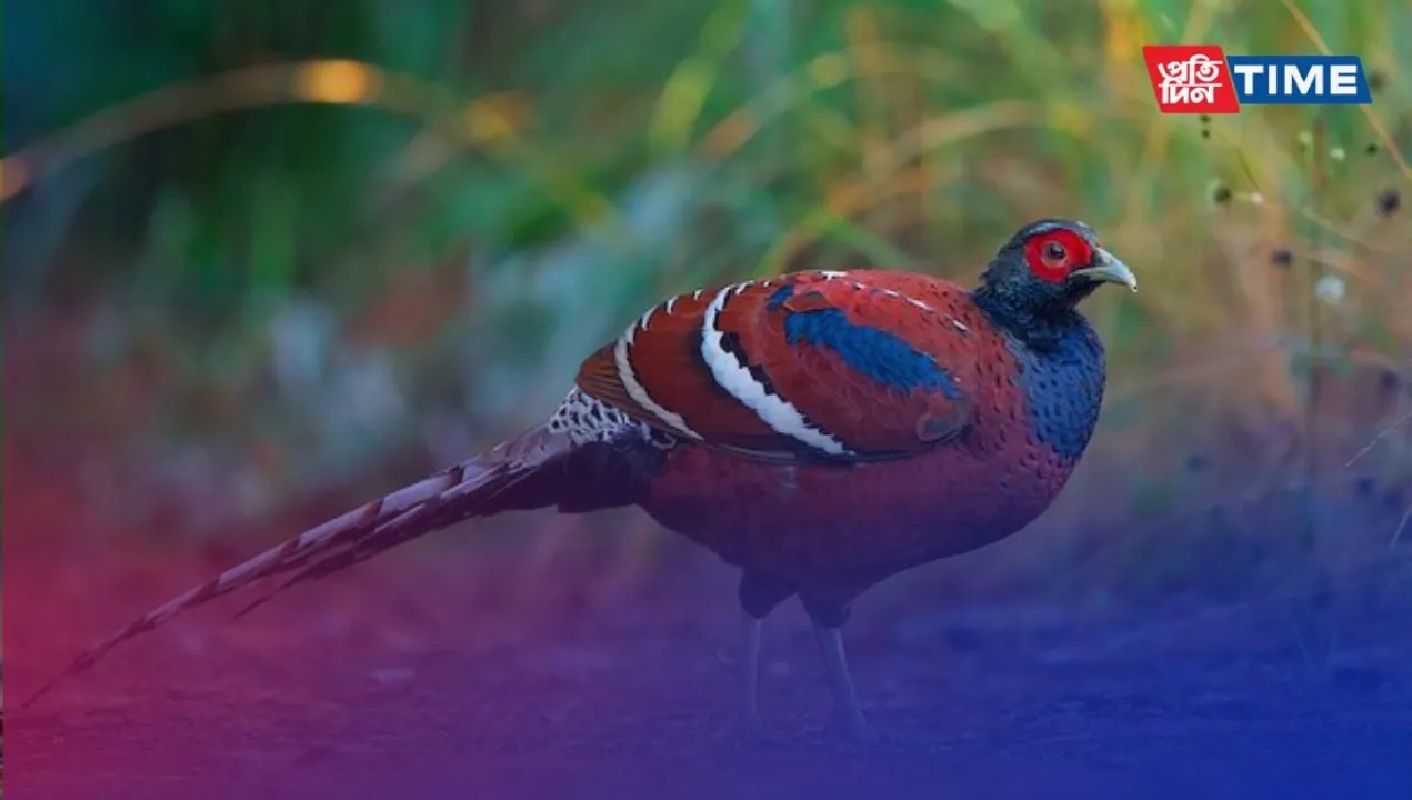 All about the state symbols of Mizoram
