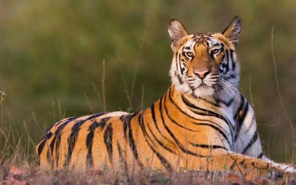 India’s Tiger Population Rises by 400 in Past Four Years