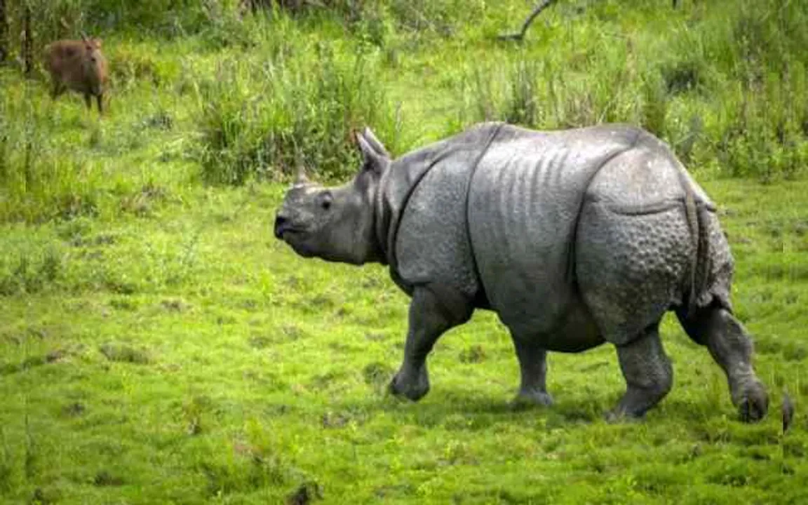 Assam: Rhino Found Dead With Horn Removed at Kaziranga National Park