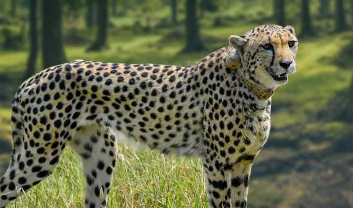 Another African Cheetah Found Dead in Kuno National Park