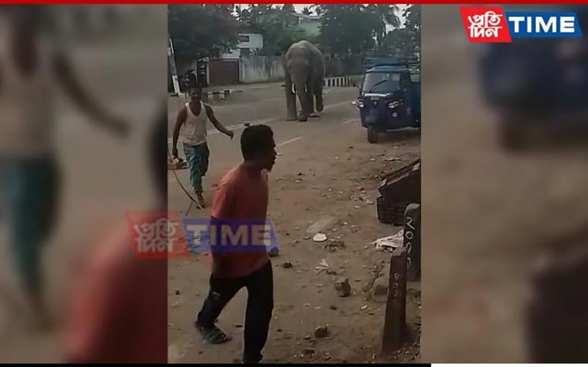 Wild Elephant Roams Guwahati Streets, Creates Ruckus