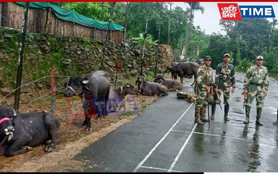 BSF Meghalaya Rescued 36 Cattle on International Border of Jaintia Hills