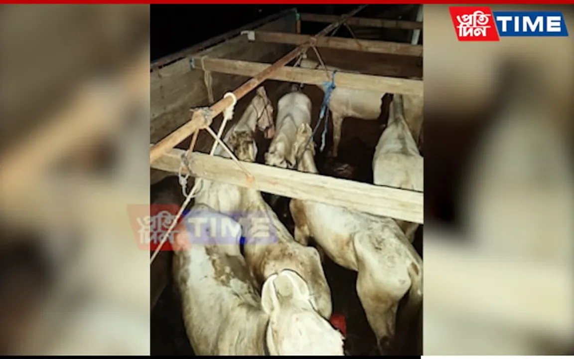 BSF M'laya Thwarts Horse Smuggling Attempt on International Border in East Jaintia Hills