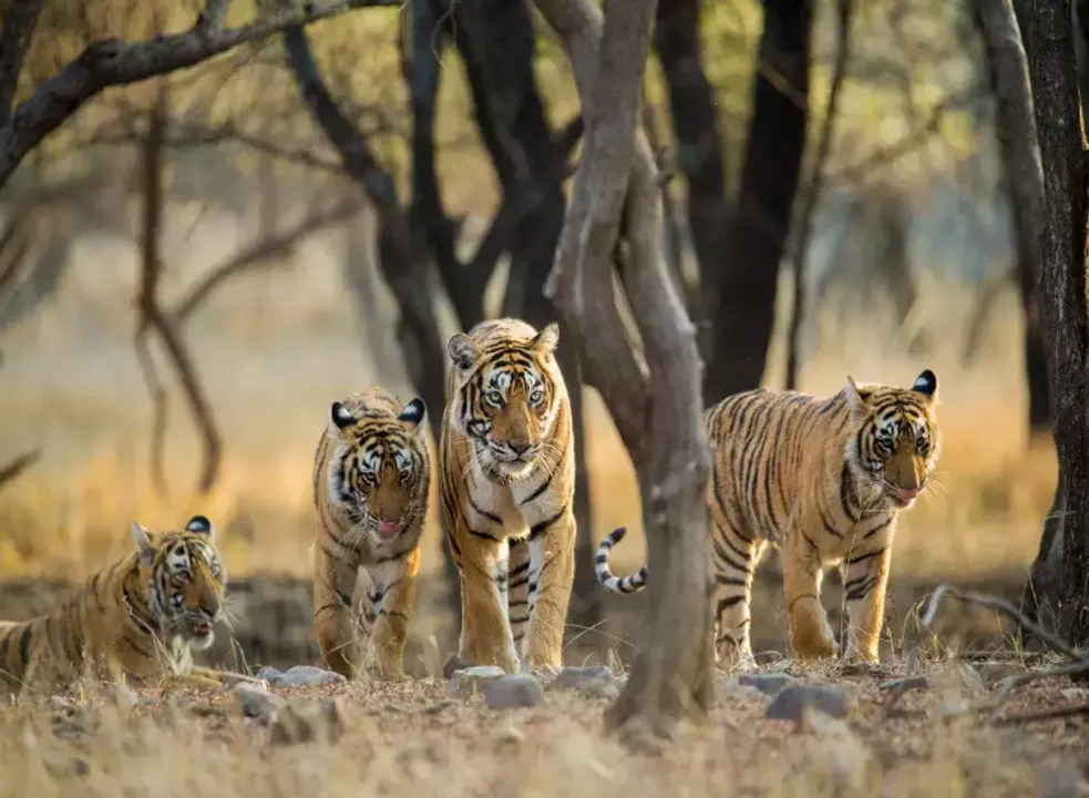 Global Tiger Day: Madhya Pradesh Emerges 'Leading Tiger State of India'