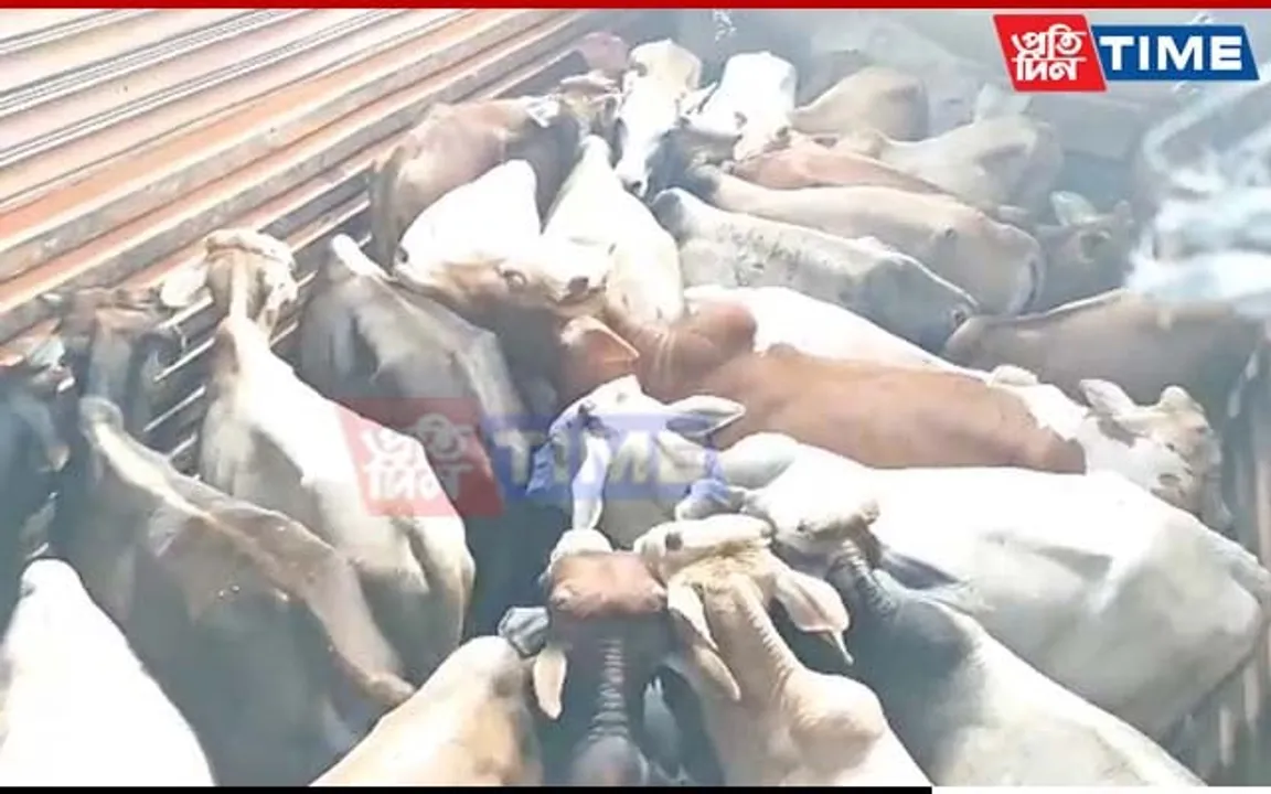 Assam Police Rescues 50 Cattle Heads In Jagiroad