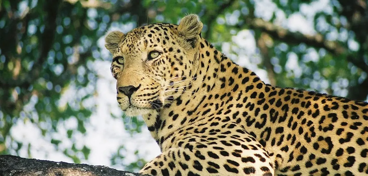 ‘No Direct Sighting of Leopard’, Clarifies Assam State Zoo Authorities