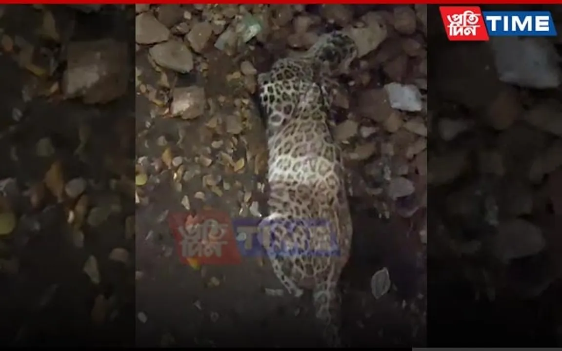Leopard Hit by Car in Guwahati’s Bhangagarh, Escapes with Serious Bruises