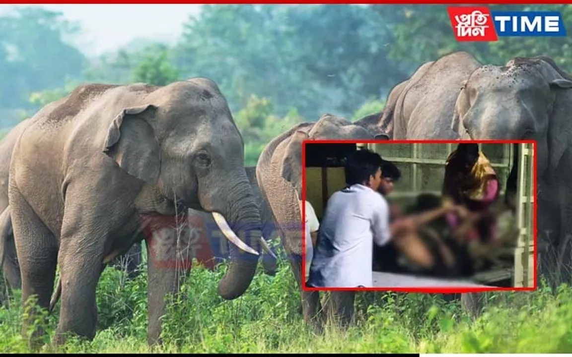 Man Dies, Wife Injured as Herd of Elephants Attack in Assam’s Naharkatiya