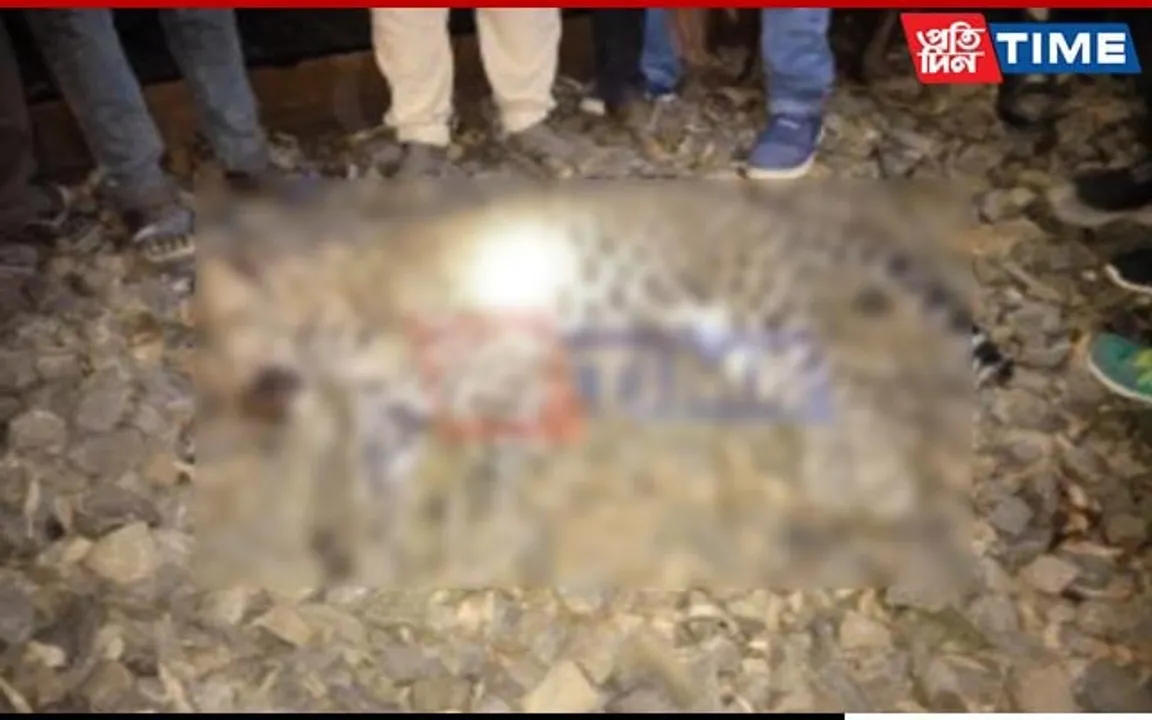 Carcass of Leopard Recovered Near Railway Track along NH 37 in Assam's Doomdooma