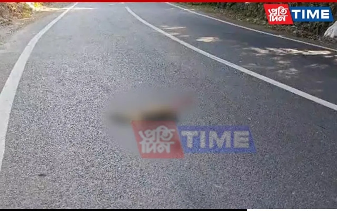 Assam: Capped Langur Killed by Speeding Vehicle in Kaziranga