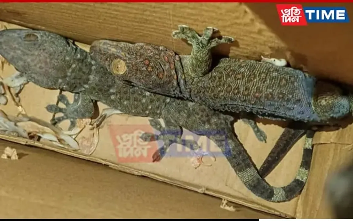 4 Gecko Lizards Seized, 2 Arrested At Guwahati Railway Station