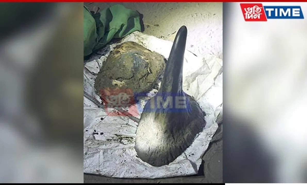 First Time in History of Rhino Poaching, Horn and Weapon Recovered Within Week
