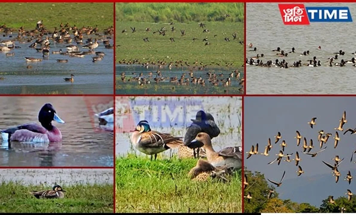 Kaziranga Records Highest Number of Migratory Water Birds in 5th Census